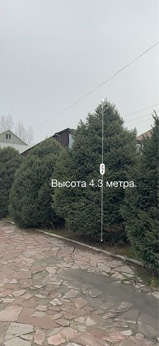 Тяньшаньская ель 6 метров в высоту