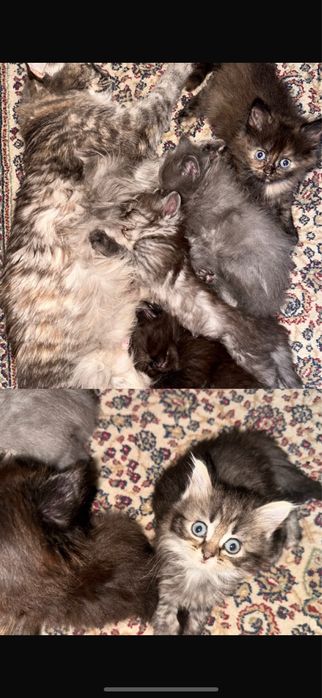 Отдам котят 1.5 месяца