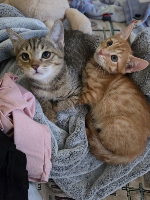 Котята домашние в добрые любящие руки