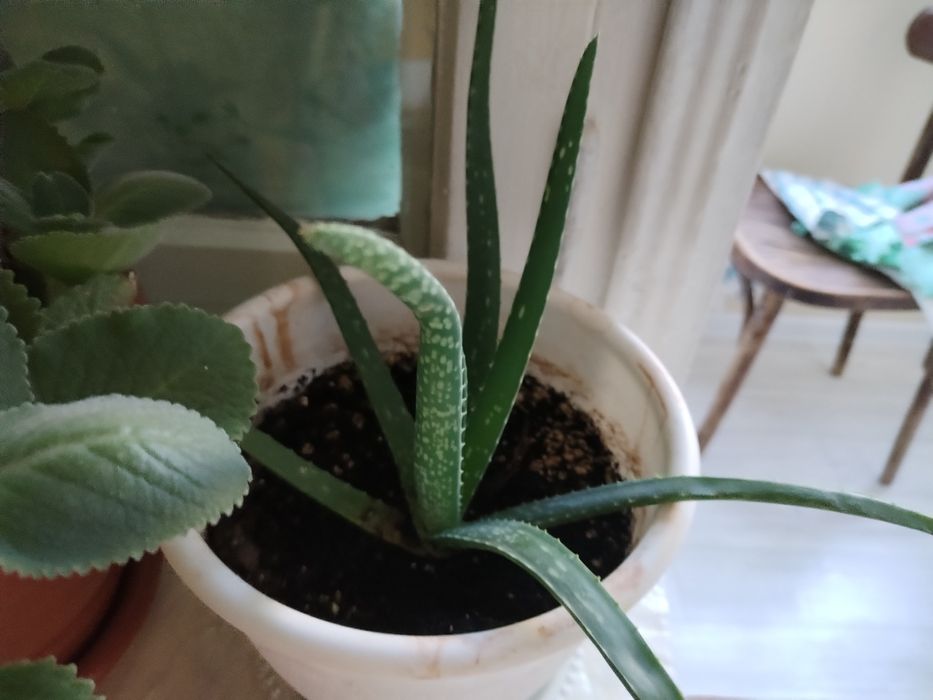 Цветы домашние. мята чайная..