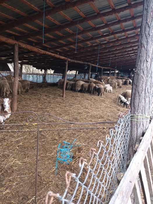 Vând oi cu miei și de a fata