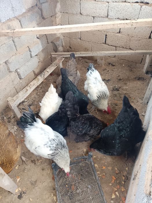 Бройлер тауықтары