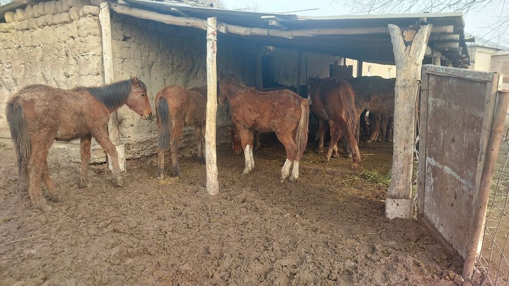 Жабагы сатамын 1