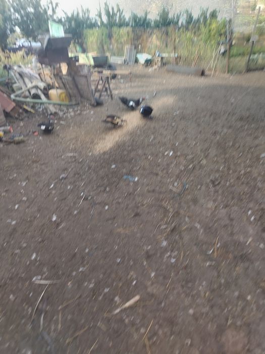 Vând rate leșești tinere