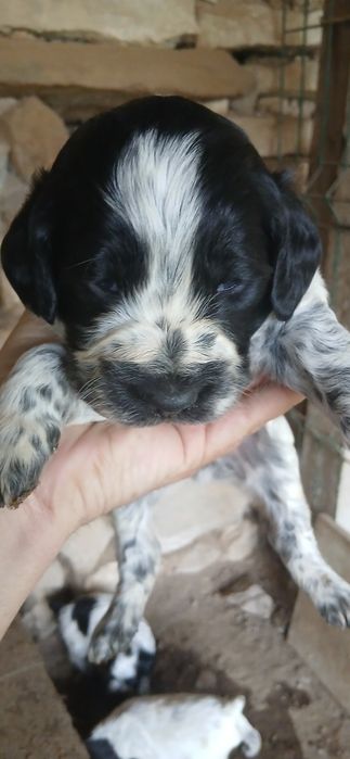 Кученца за трюфели