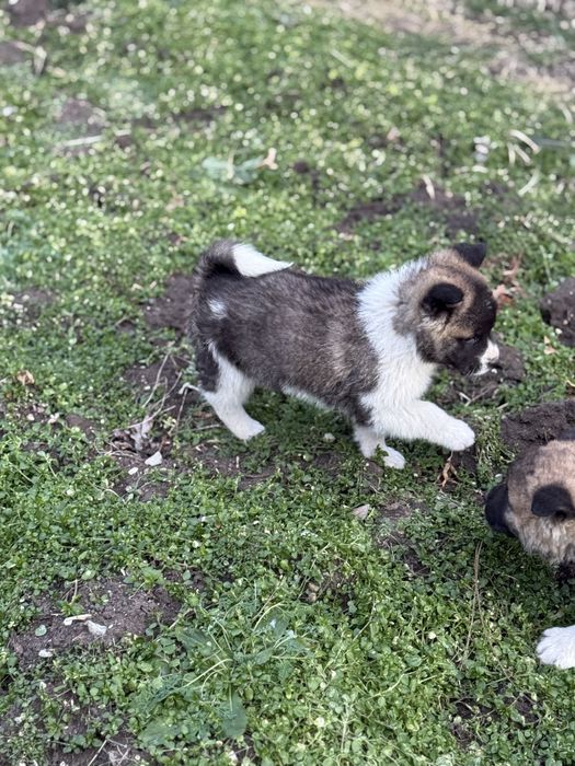 Америкаска акита кученца мъжки и женски