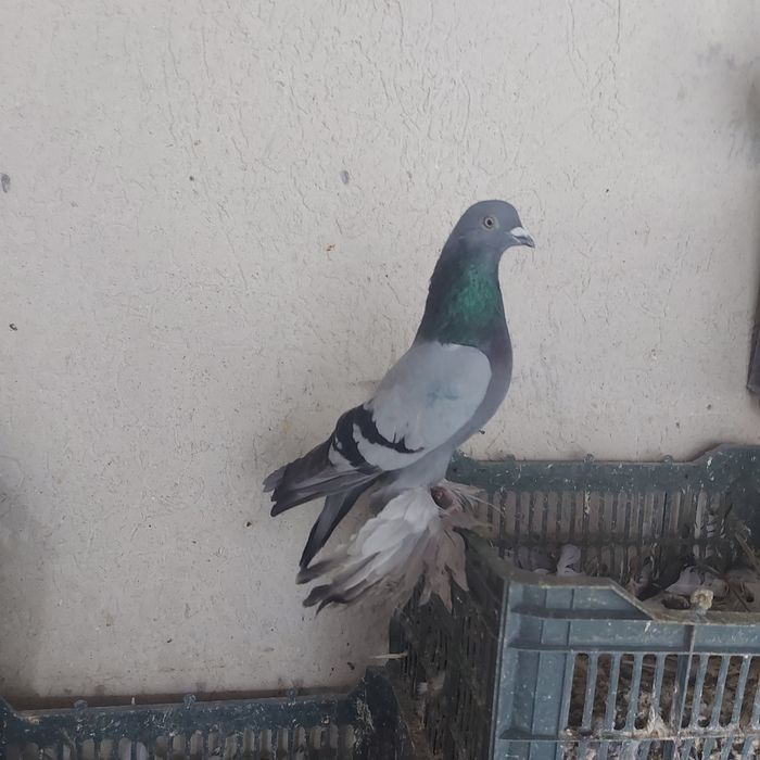 Сизи самец лет игра тяга