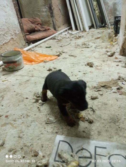 Продам Щенков Яктерьера