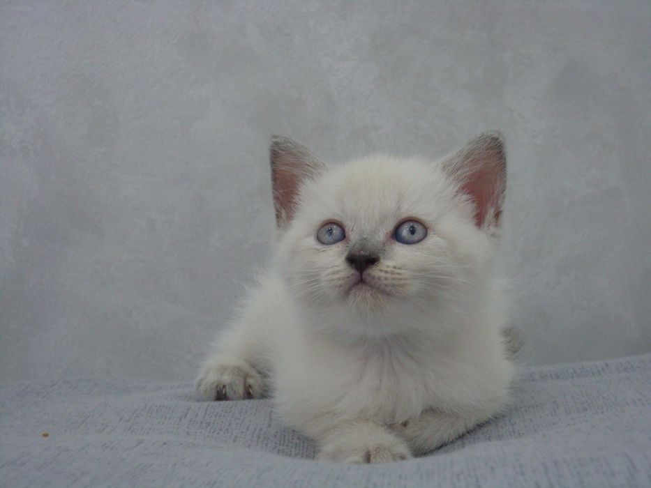 Brito-shotlan mushukchalar