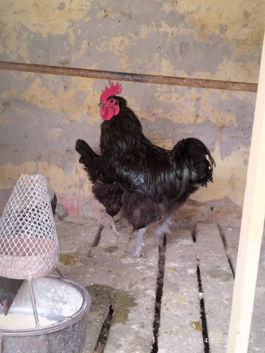 Qora Shaxzoda xõroz jõja va tuxumlari