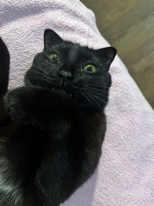 Кот в добрые руки