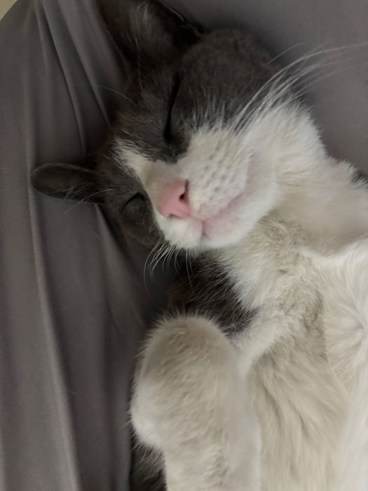 Отдам кота в добрые руки