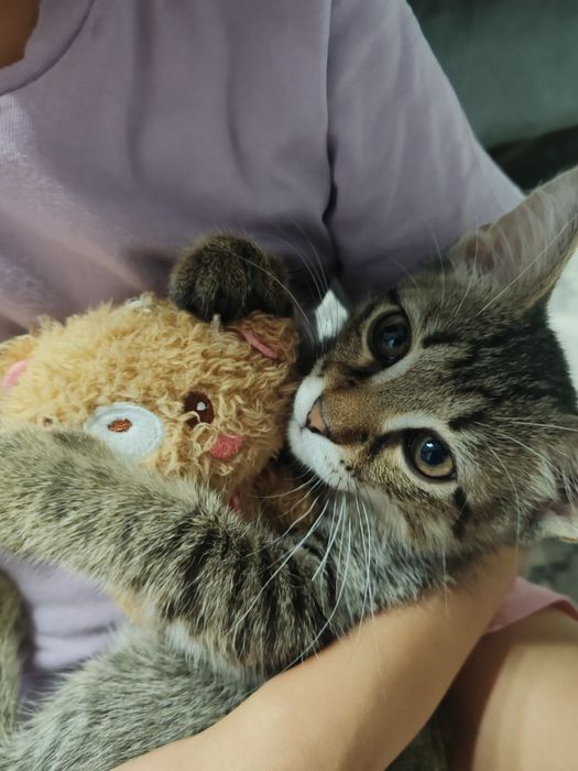 Отдам в добрые руки котика Срочно