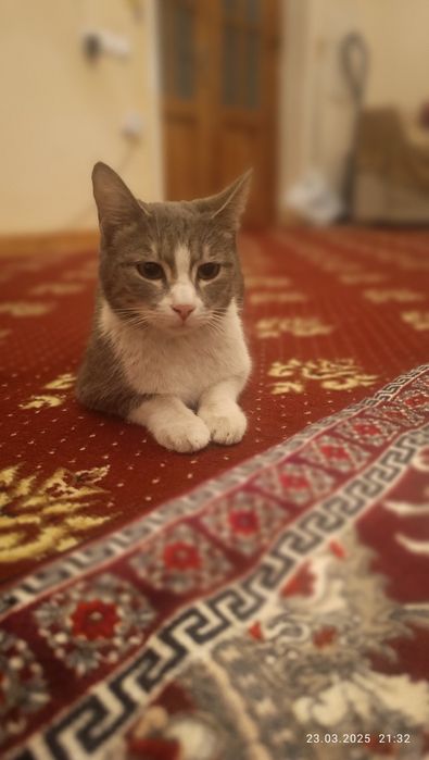 Домашние мушук йокимтой йош еркак йоки айол