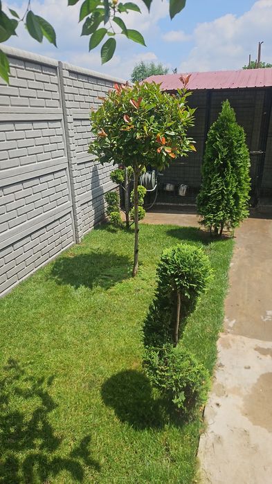 Amnajam grădini cu plante ornamentale și piatra naturala gazon și tot ce ține de grădină