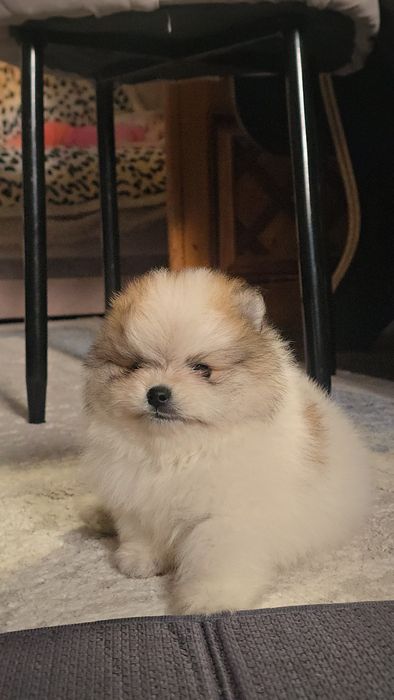 Шпиц померанский девочка и мальчик