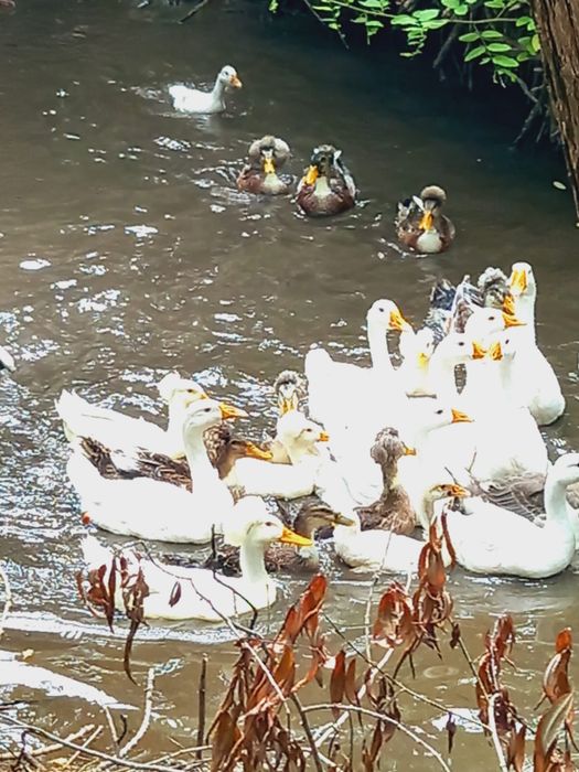 Vand gaste diferite varste