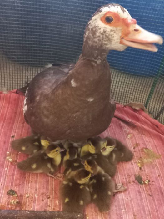 Индоутка . . .    .   .