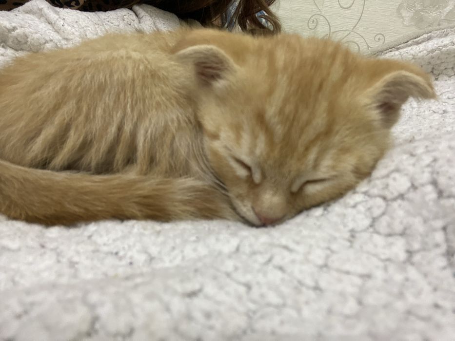 Вислоухий қыз мысық сатамын