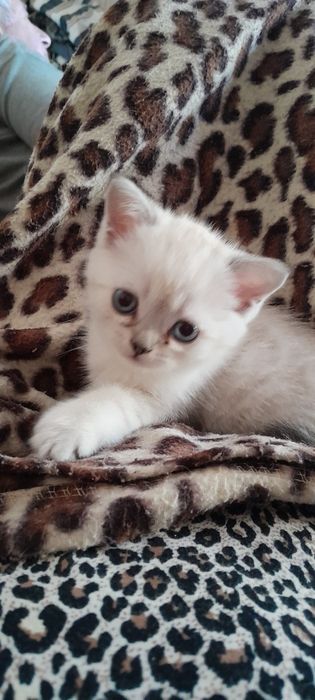 Британские котята