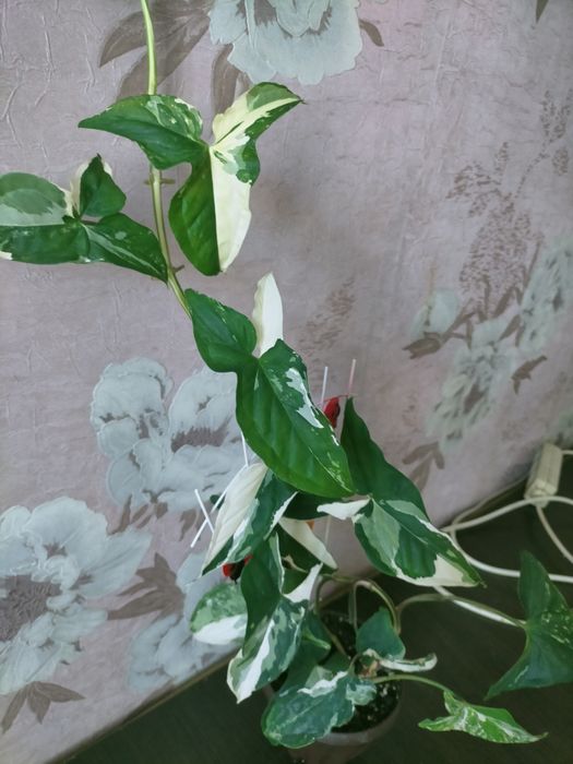 Сингониум  Империал Вайт