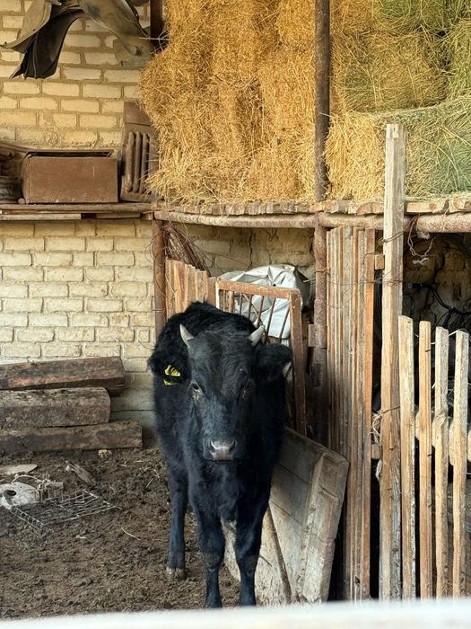 Баспак Қолдан багылған