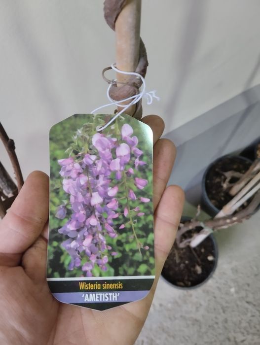 Глициния  А.Кипарис