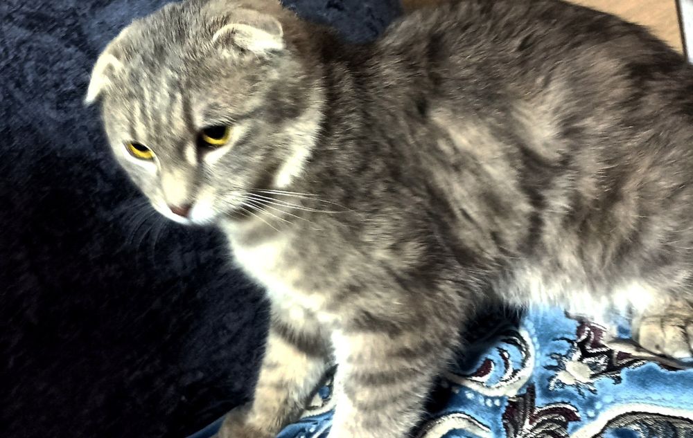 Мушукча сотилади