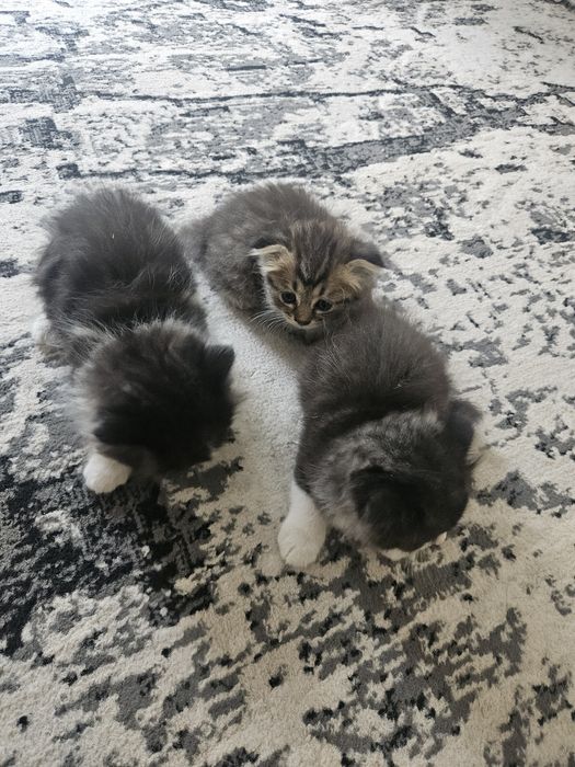 Котята бесплатно