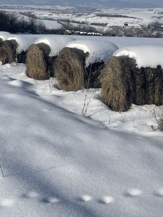 Vand bolalot de lucerna