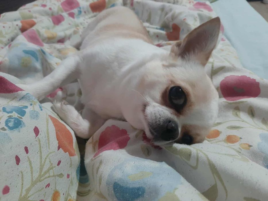 Чихуахуа момче и момиче