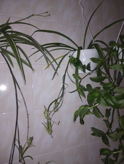 Plante de apartament curgatoare