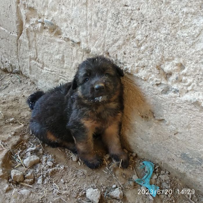 Шинки немецкой овчарки