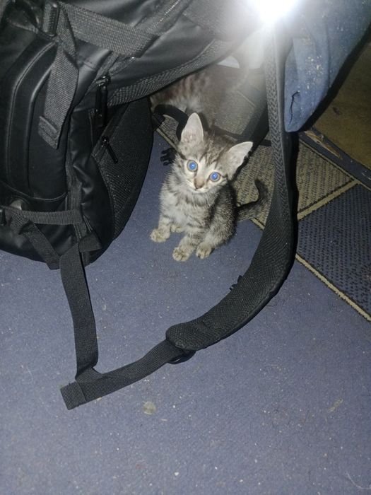 Отдам котят  в хорошие руки