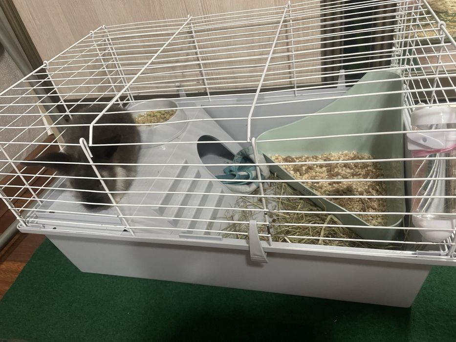 Продам декоративного кролика