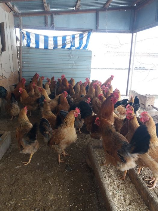 Инкубационое яйцо кученской