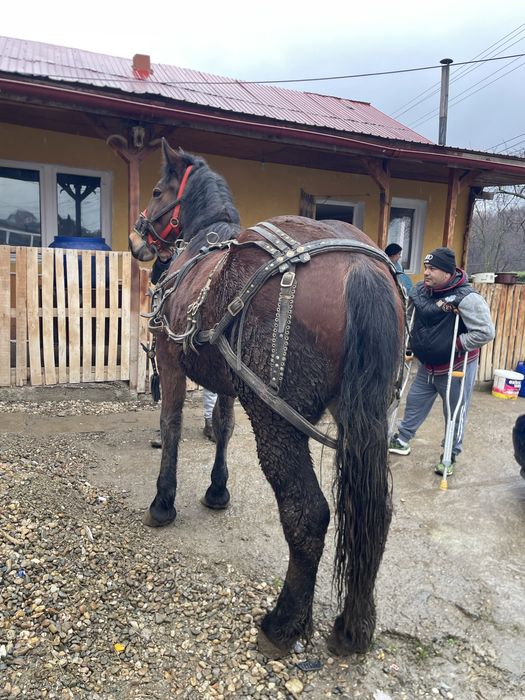 Vand manză de un an si 5 luni