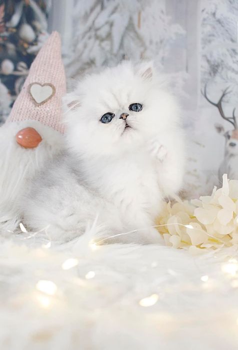 Persana chinchilla silver-shaded