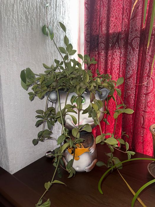 Продам комнатные цветы