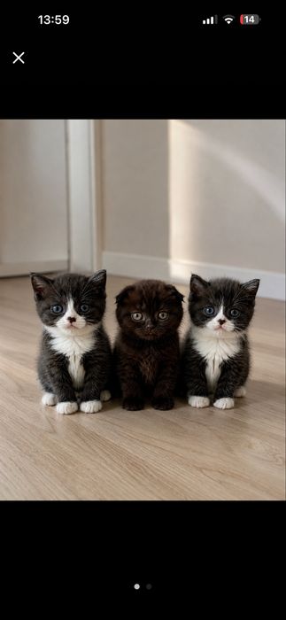 Шотладские котята ( фолд и страйт)