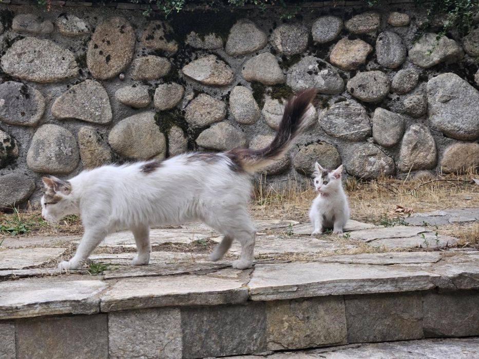 Сладко женско коте Роузи търси дом