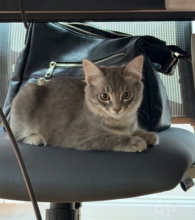 Котенок, девочка