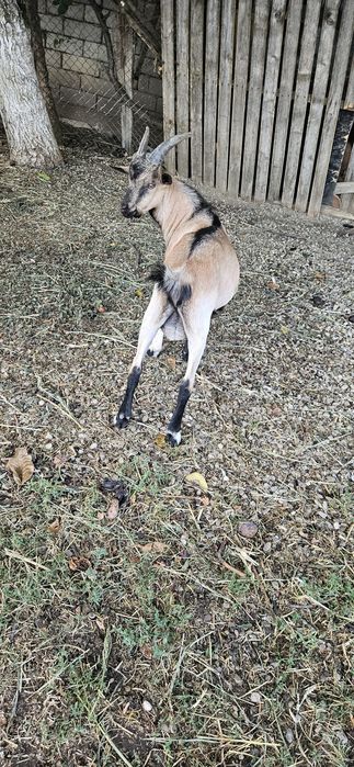 Vând țap alpin francez