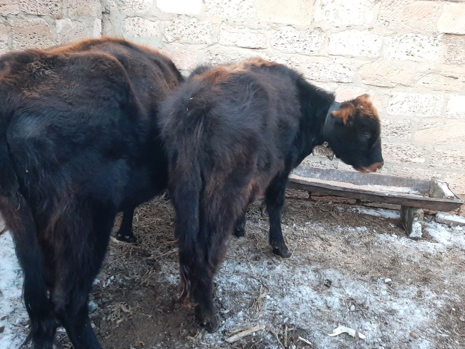 Сиырлар сатылады,