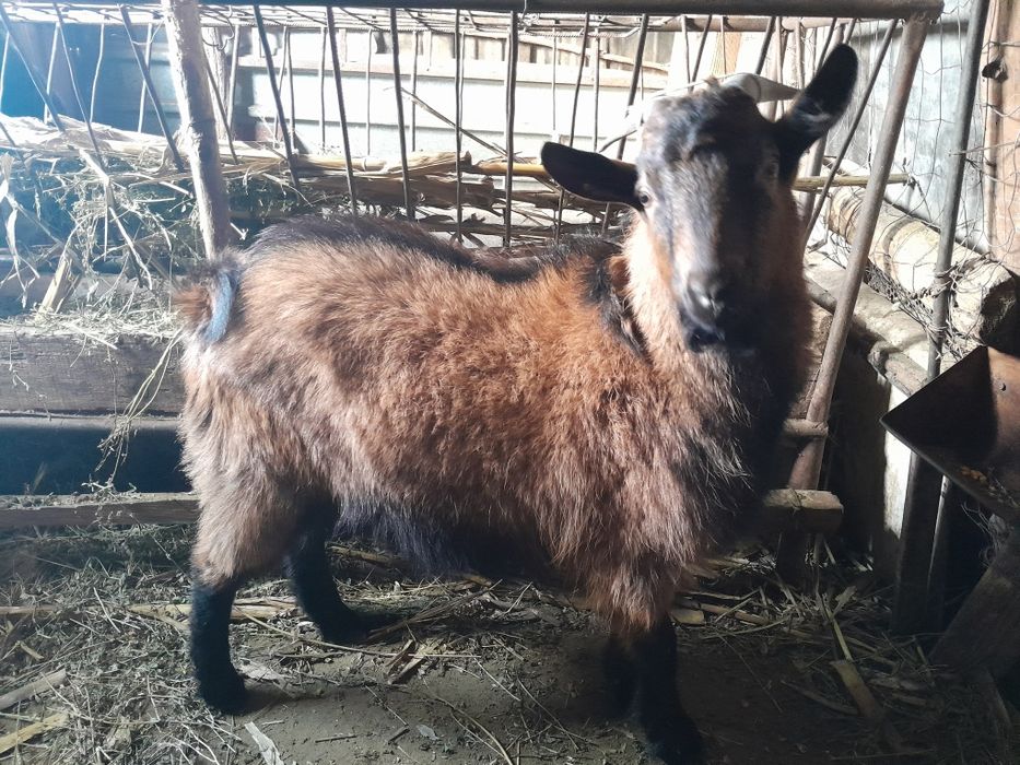 Vând țap de rasă vârstă 8 luni