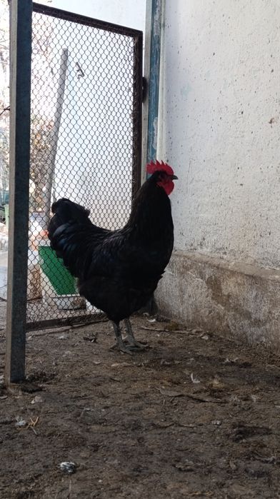 Продам домашних Петушков