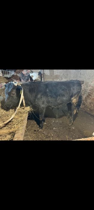 Продам быка головалого