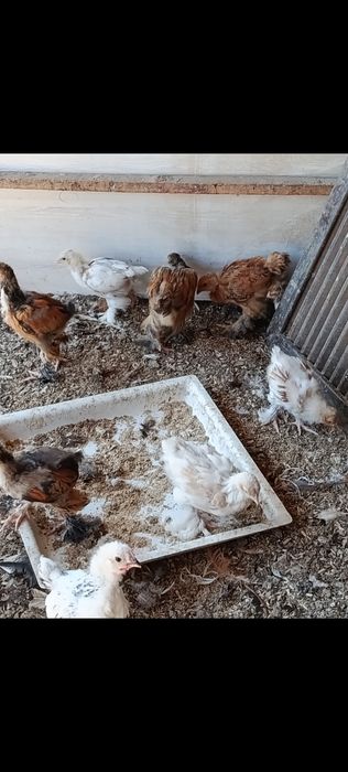 Продаются 2 месячные цыплята породы брама