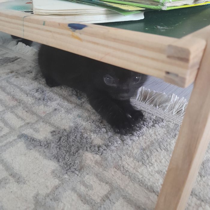 Отдам котят в хорошие руки