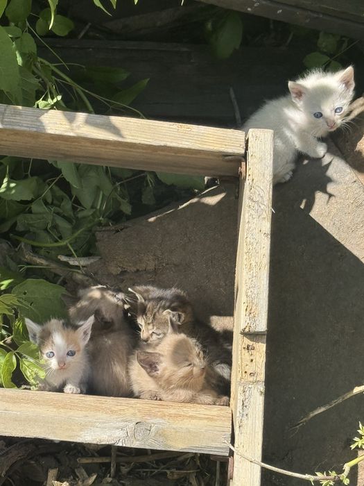 Отдам котят,в хорошие руки,котята красивые!!!